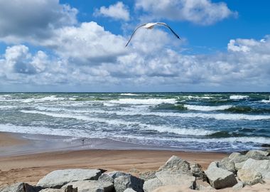 Seagull Soaring Over Waves