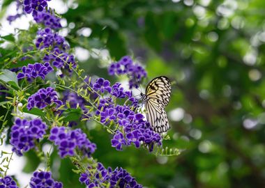 Butterfly on Purple Flowers