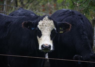 Black and White Cow