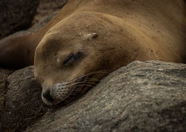 Sleeping Sea Lion on the Rocks