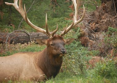 Elk in Forest