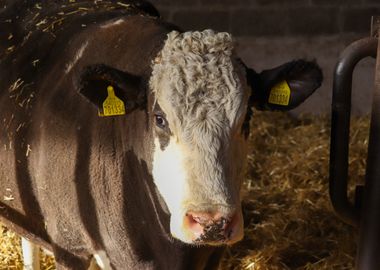 Close-up of a Cow