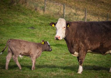 Cow and Calf in Field