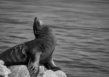 Sea Lion Posing on Rock