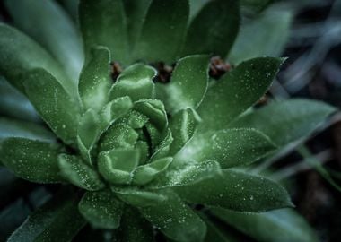 Close-up Green Succulent