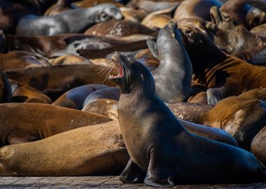 Sea Lion Yawning with Harbor Colony