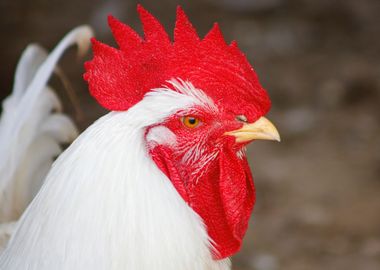 White Rooster Close-Up