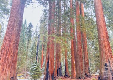 Giant Sequoia Forest