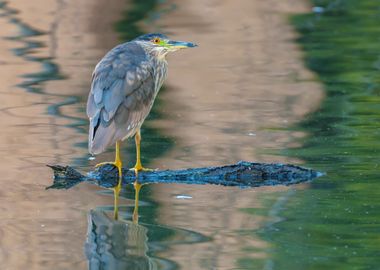 Black-crowned Night Heron on Log