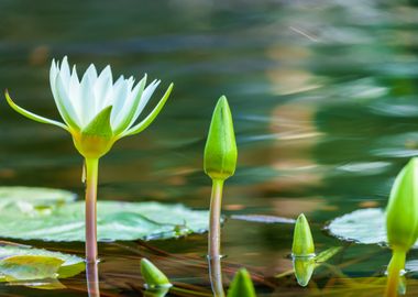 Water Lily Bloom