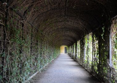 Green Ivy: Schönbrunn Palace