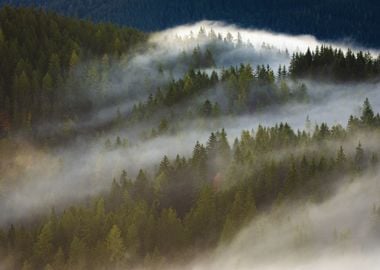 Misty Forest Landscape