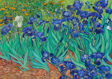 Irises by Van Gogh