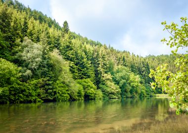 Forest Lake Serenity