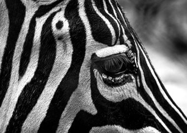 Zebra Eye Close-Up