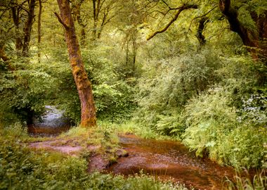 Forest Stream