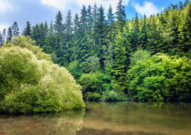 Forest Lake Serenity