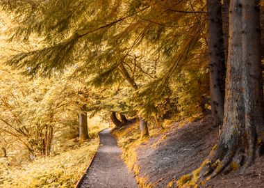 Forest Path in Autumn