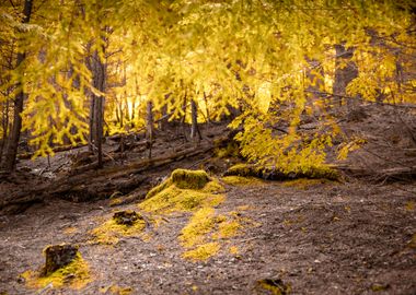 Golden Forest Colours