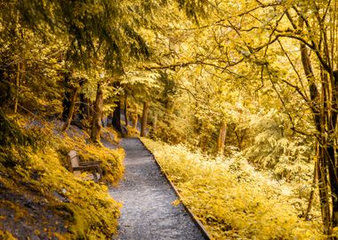 Golden Forest Path with Bench