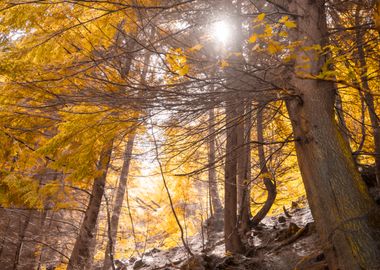 Golden Forest Sunlight