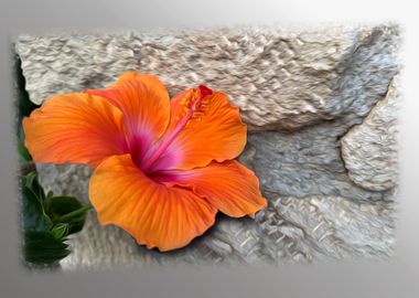 Orange Hibiscus Flower