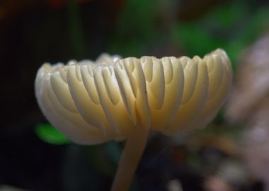 Ivory Bonnet (Mycena flavoalba)