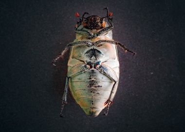 Close-up of a Beetle