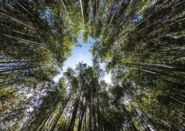 Arashiyama Bamboo Forest