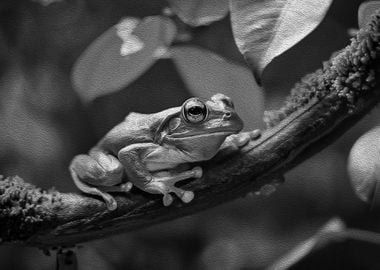 Frog on Branch