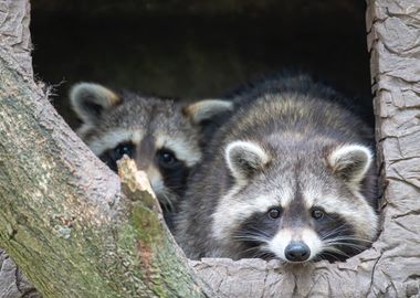 Raccoon Duo in Tree Hollow