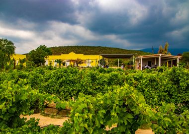 Vineyard with Yellow House