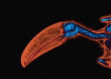 Toucan Skull X-Ray