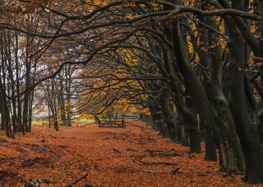 Autumn Forest Path