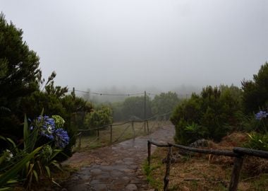 Madeira Mountains Misty Forest Path