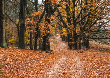 Autumn Forest Path