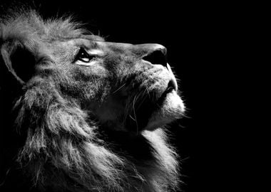 Lion Portrait Black and White