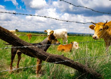 Dog and Cows 