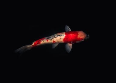 Koi Fish in Dark Water