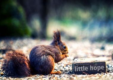 Squirrel with Little Hope Sign