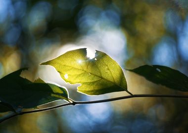 The Radiant Light on Autumn's Last Green Leaf