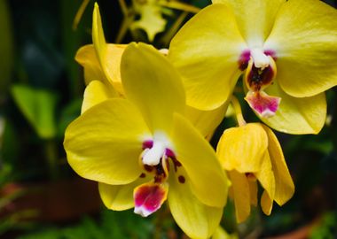 Yellow Orchid Close-Up