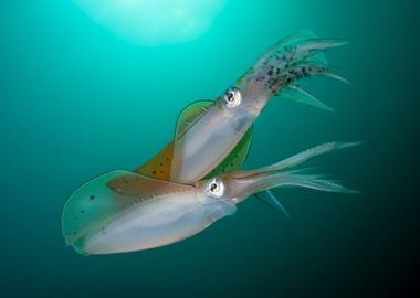 Big Fin Reef Squid Couple