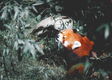 Artistic Red Panda