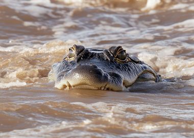 Crocodile in Water