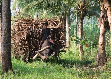 Man Riding Water Buffalo Pulling Sugar Cane