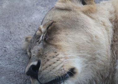 Sleeping Lion Close-Up