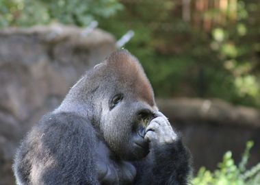 Gorilla Thinking