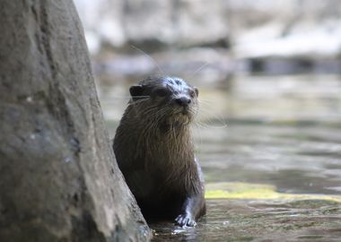 Otter by the Water