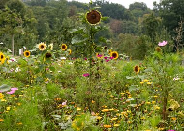 Sunflowers in a Wildflower Meadow